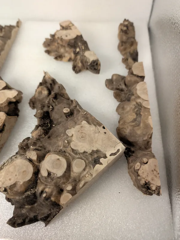 Natural Maple Burl Offcuts — photo 2